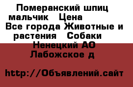 Померанский шпиц, мальчик › Цена ­ 35 000 - Все города Животные и растения » Собаки   . Ненецкий АО,Лабожское д.
